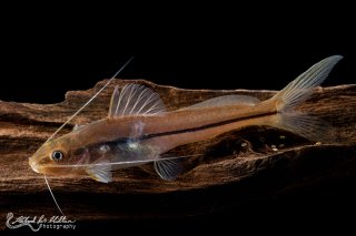 Common member of the genus Pimelodella